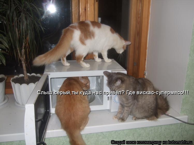 Слыш,серый,ты куда нас привёл? Где вискас-супермясо!!!... Котоматрица: Слыш,серый,ты куда нас привёл? Где вискас-супермясо!!!