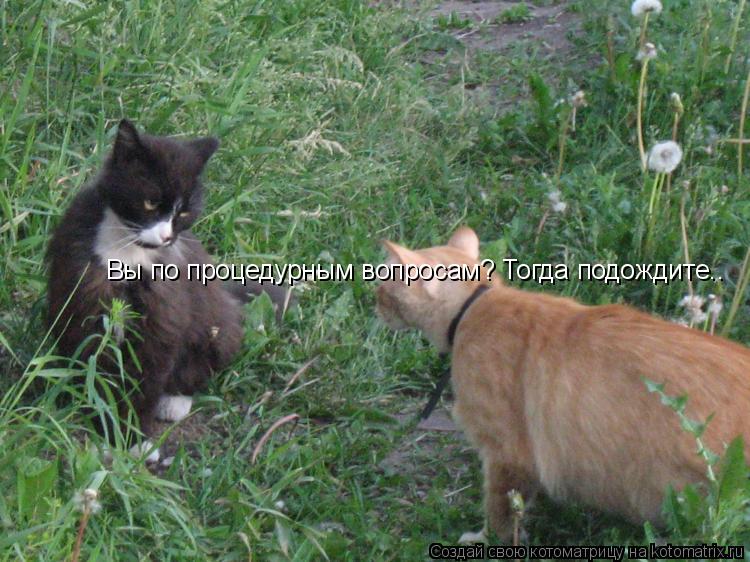 Вы по процедурным вопросам? Тогда подождите..... Котоматрица: Вы по процедурным вопросам? Тогда подождите..