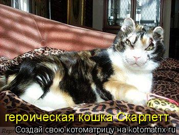 героическая кошка Скарлетт... Котоматрица: героическая кошка Скарлетт
