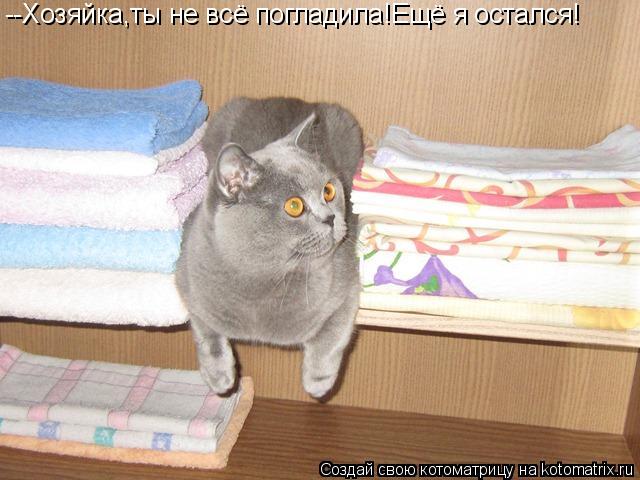 --Хозяйка,ты не всё погладила!Ещё я остался!... Котоматрица: --Хозяйка,ты не всё погладила!Ещё я остался!