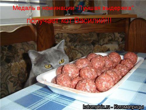 Медаль в номинации "Лучшая выдержка" получает кот Василий!!!... Котоматрица: Медаль в номинации "Лучшая выдержка" получает кот Василий!!!