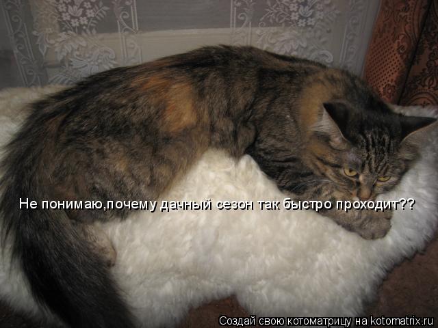 Не понимаю,почему дачный сезон так быстро проходит??... Котоматрица: Не понимаю,почему дачный сезон так быстро проходит??