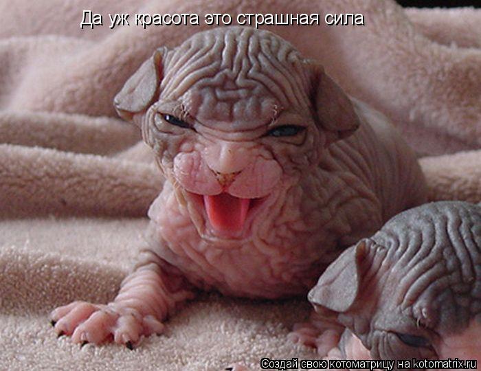 Да уж красота это страшная сила... Котоматрица: Да уж красота это страшная сила