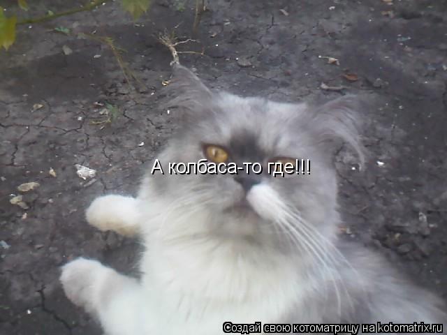 А колбаса-то где!!!... Котоматрица: А колбаса-то где!!!