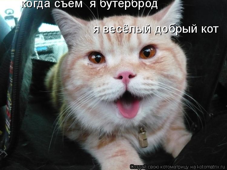 Котоматрица: когда съем  я бутерброд я весёлый добрый кот