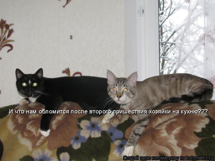 И что нам обломится после второго пришествия хозяйки на кухню???... Котоматрица: И что нам обломится после второго пришествия хозяйки на кухню???
