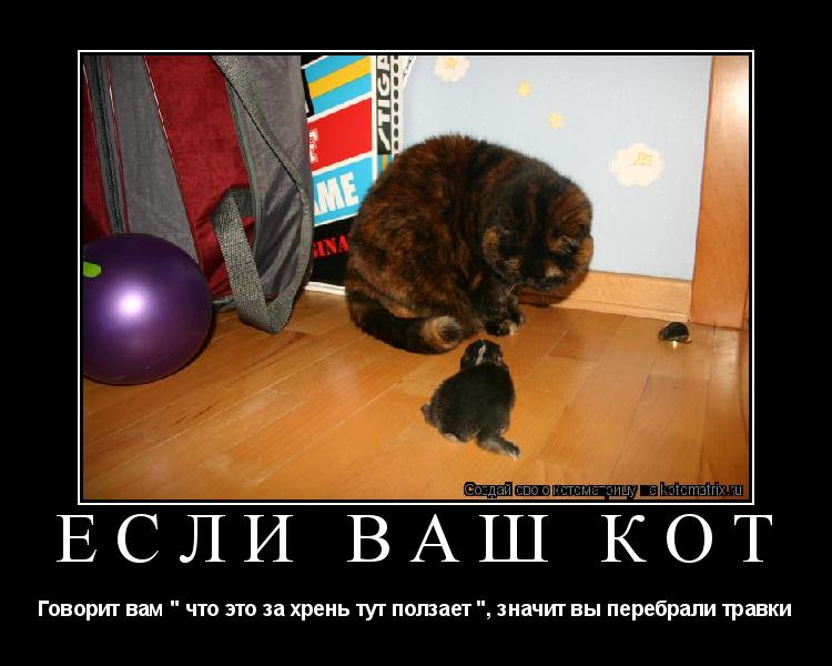 Если ваш кот Говорит вам " что это за хрень тут ползает ", значит вы перебрали травки... Котоматрица: Если ваш кот Говорит вам " что это за хрень тут ползает ", значит вы перебрали травки