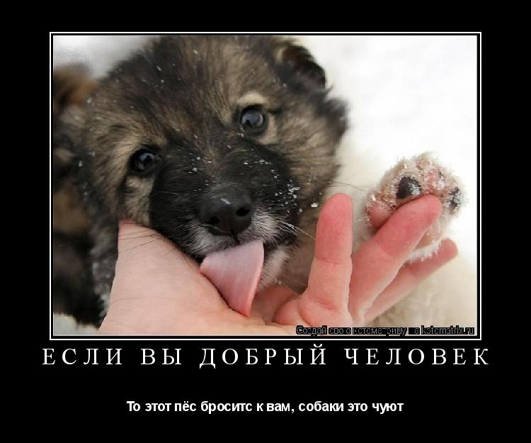 Если вы добрый человек То этот пёс броситс к вам, собаки это чуют... Котоматрица: Если вы добрый человек То этот пёс броситс к вам, собаки это чуют