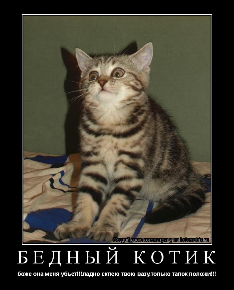 Котоматрица: бедный котик боже она меня убьет!!!ладно склею твою вазу.только тапок положи!!!