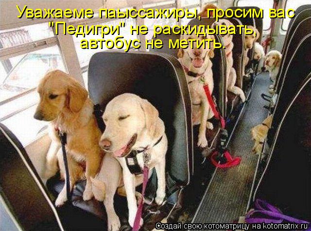 Уважаеме паыссажиры, просим вас "Педигри" не раскидывать, автобус не метить.... Котоматрица: Уважаеме паыссажиры, просим вас "Педигри" не раскидывать, автобус не метить.
