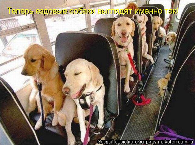 Теперь ездовые собаки выглядят именно так!... Котоматрица: Теперь ездовые собаки выглядят именно так!