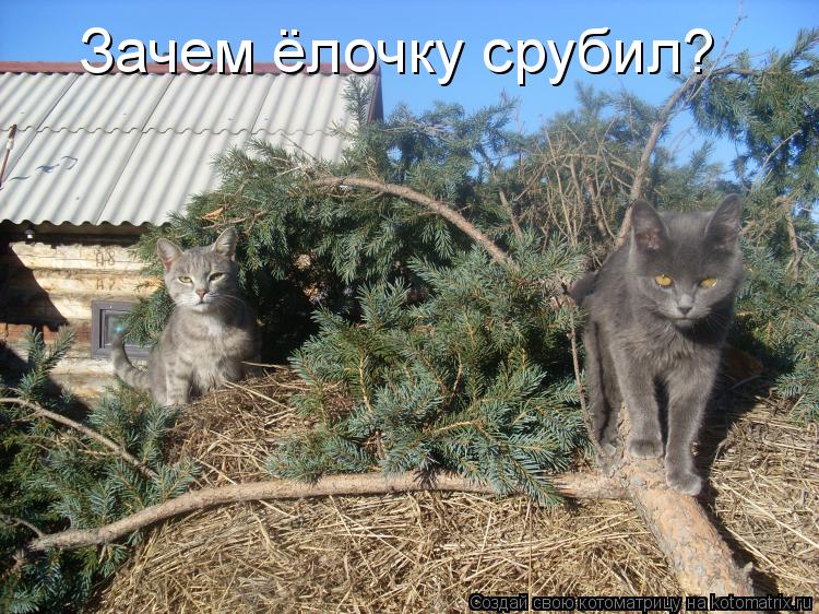 Зачем ёлочку срубил?... Котоматрица: Зачем ёлочку срубил?