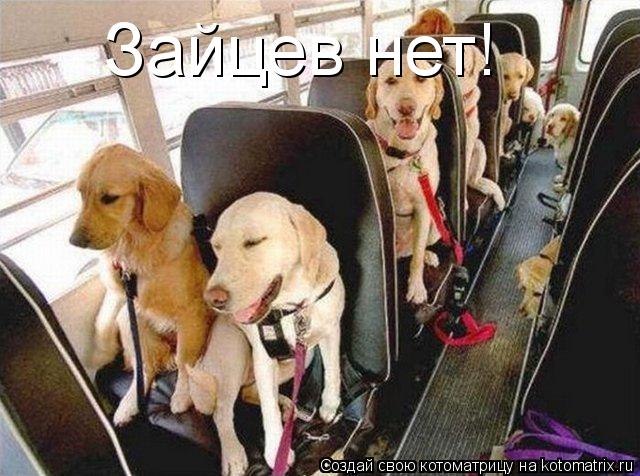 Зайцев нет!... Котоматрица: Зайцев нет!