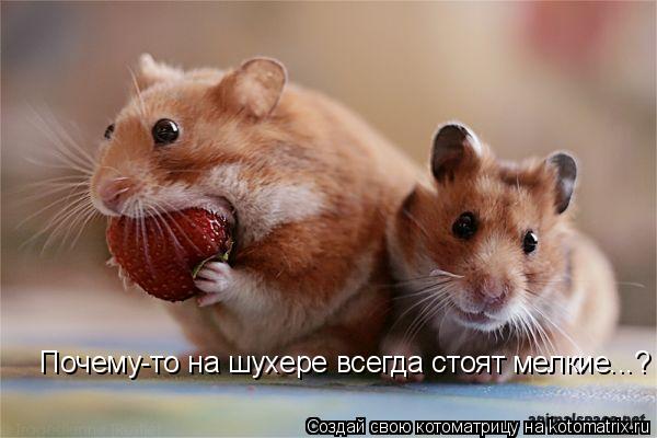Почему-то на шухере всегда стоят мелкие...?... Котоматрица: Почему-то на шухере всегда стоят мелкие...?