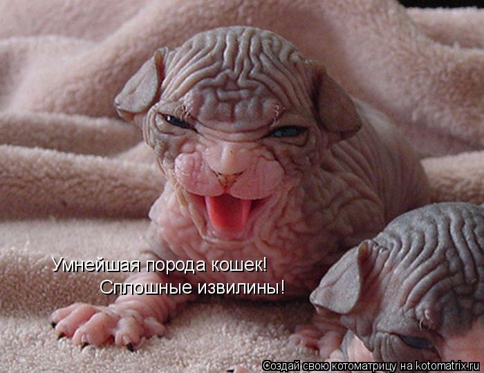 Умнейшая порода кошек! Сплошные извилины!... Котоматрица: Умнейшая порода кошек! Сплошные извилины!