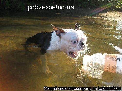 робинзон!почта... Котоматрица: робинзон!почта