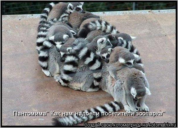 Пантомима" Как нам надоели посетители зоопарка"... Котоматрица: Пантомима" Как нам надоели посетители зоопарка"