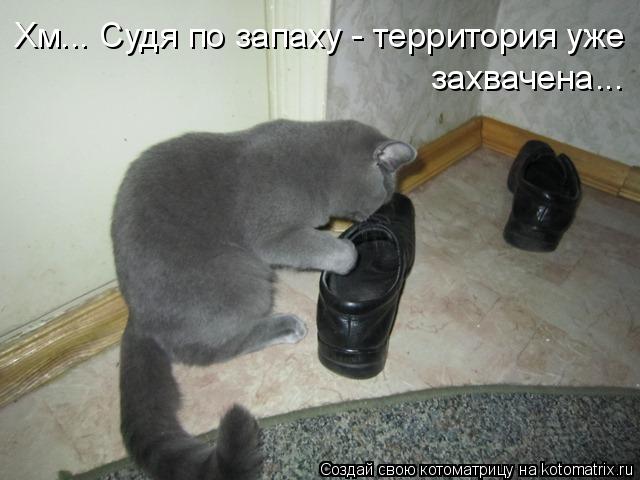 Хм... Судя по запаху - территория уже захвачена...... Котоматрица: Хм... Судя по запаху - территория уже захвачена...