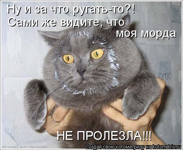 Ну и за что ругать-то?! Сами же видите, что НЕ ПРОЛЕЗЛА!!! моя морда... Котоматрица: Ну и за что ругать-то?! Сами же видите, что НЕ ПРОЛЕЗЛА!!! моя морда