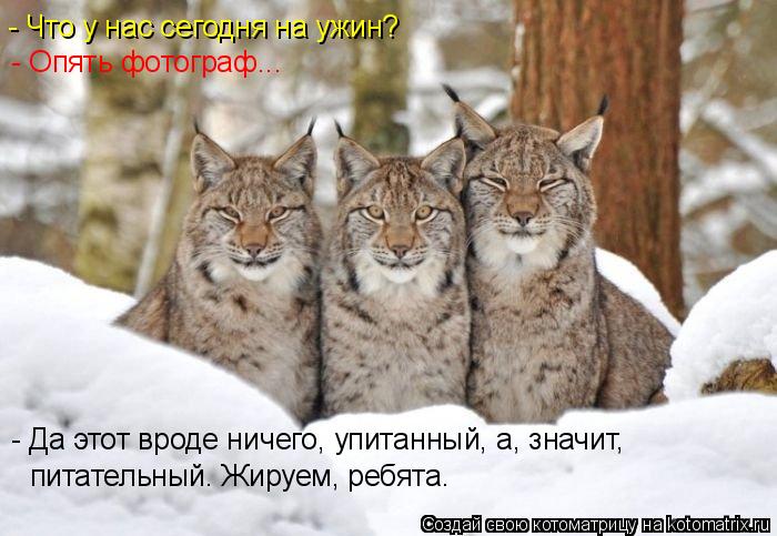 - Что у нас сегодня на ужин? - Опять фотограф... - Да этот вроде ничего, упитанный, а, значит, питат... Котоматрица: - Что у нас сегодня на ужин? - Опять фотограф... - Да этот вроде ничего, упитанный, а, значит, питательный. Жируем, ребята.