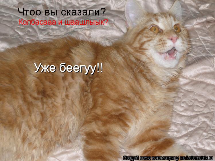Чтоо вы сказали? Колбасааа и шаашлыык? Уже беегуу!!... Котоматрица: Чтоо вы сказали? Колбасааа и шаашлыык? Уже беегуу!!
