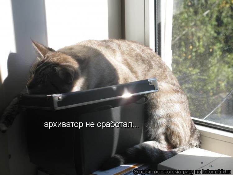 архиватор не сработал...... Котоматрица: архиватор не сработал...