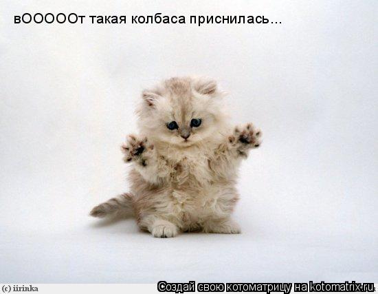 вОООООт такая колбаса приснилась...... Котоматрица: вОООООт такая колбаса приснилась...