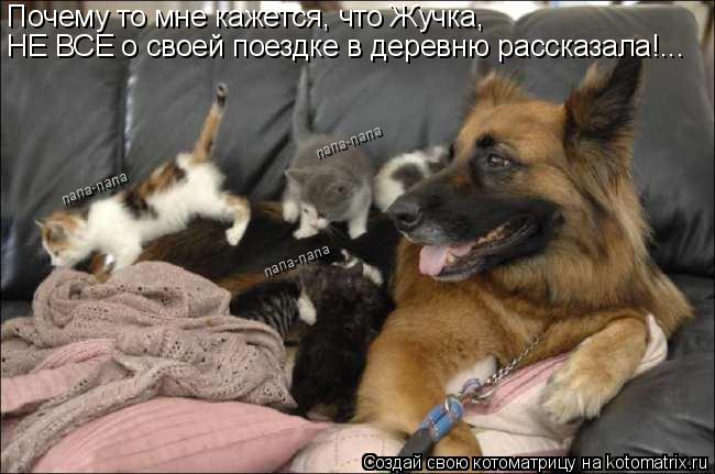 Почему то мне кажется, что Жучка, НЕ ВСЕ о своей поездке в деревню рассказала!... папа-папа папа-пап... Котоматрица: Почему то мне кажется, что Жучка, НЕ ВСЕ о своей поездке в деревню рассказала!... папа-папа папа-папа папа-папа