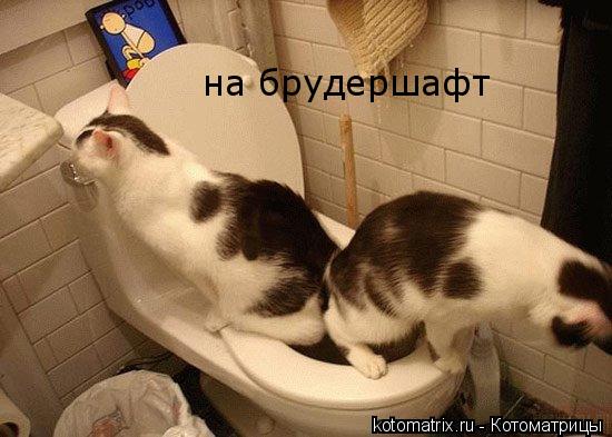 на брудершафт... Котоматрица: на брудершафт
