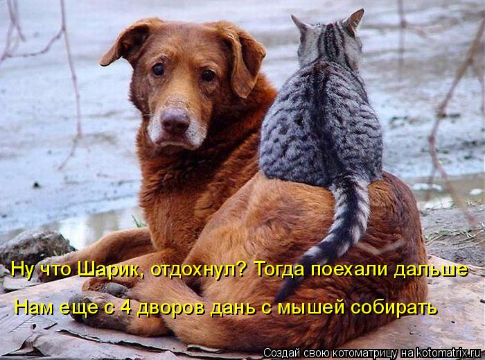 Ну что Шарик, отдохнул? Тогда поехали дальше Нам еще с 4 дворов дань с мышей собирать... Котоматрица: Ну что Шарик, отдохнул? Тогда поехали дальше Нам еще с 4 дворов дань с мышей собирать