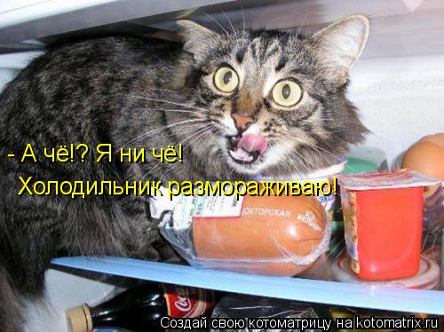 - А чё!? Я ни чё! Холодильник размораживаю!... Котоматрица: - А чё!? Я ни чё! Холодильник размораживаю!