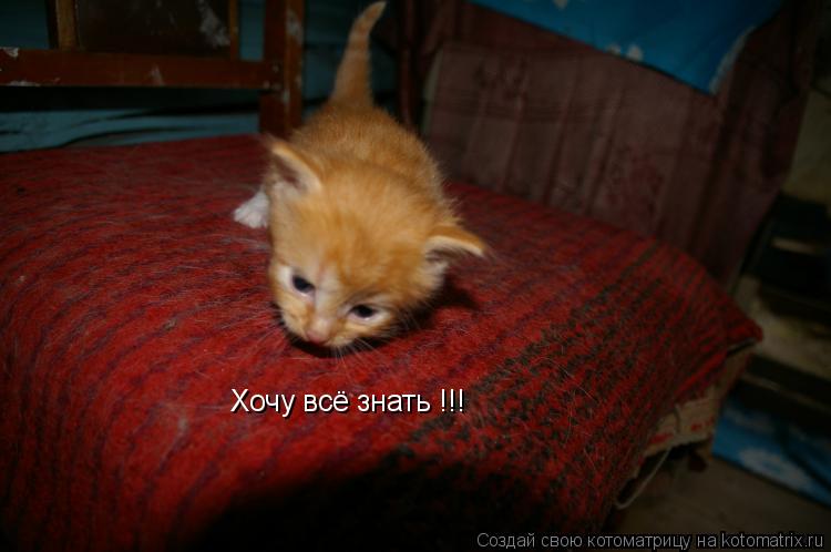 Хочу всё знать !!!... Котоматрица: Хочу всё знать !!!