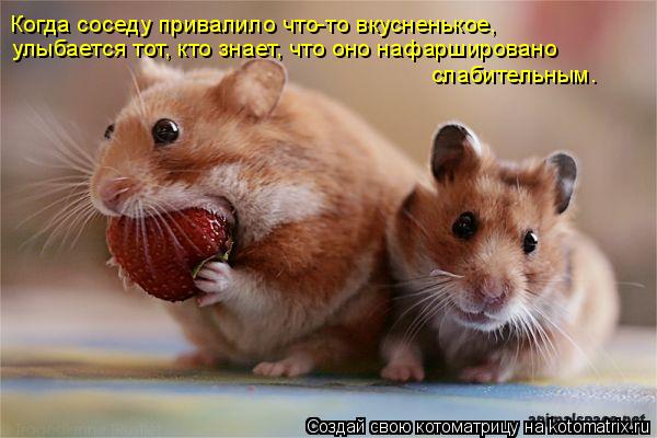Когда соседу привалило что-то вкусненькое, улыбается тот, кто знает, что оно нафаршировано слабитель... Котоматрица: Когда соседу привалило что-то вкусненькое, улыбается тот, кто знает, что оно нафаршировано слабительным.
