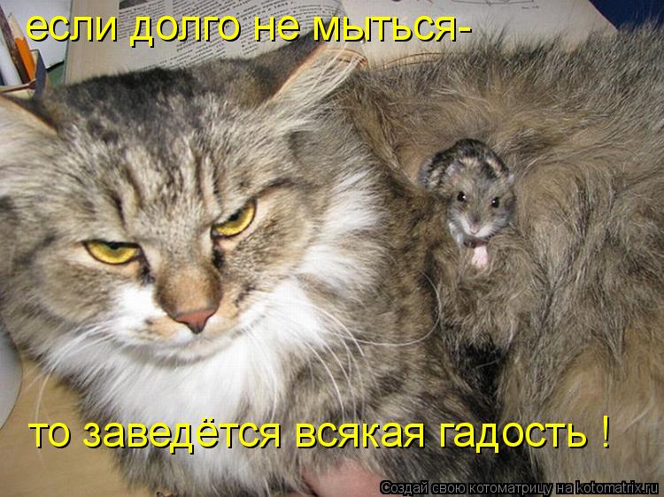 если долго не мыться- то заведётся всякая гадость !... Котоматрица: если долго не мыться- то заведётся всякая гадость !