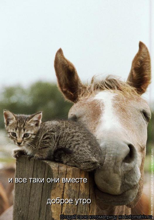 и все таки они вместе доброе утро... Котоматрица: и все таки они вместе доброе утро