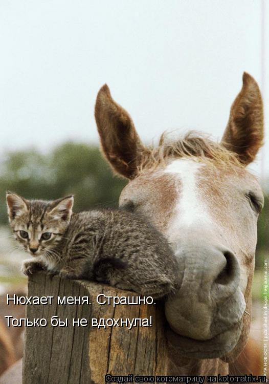 Нюхает меня. Страшно. Только бы не вдохнула!... Котоматрица: Нюхает меня. Страшно. Только бы не вдохнула!