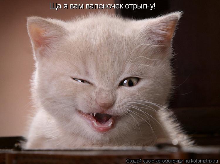 Ща я вам валеночек отрыгну!... Котоматрица: Ща я вам валеночек отрыгну!