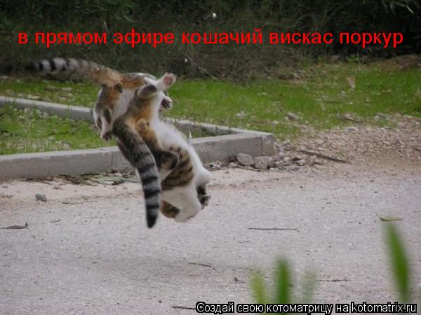 в прямом эфире кошачий вискас поркур в прямом эфире кошачий вискас поркур... Котоматрица: в прямом эфире кошачий вискас поркур в прямом эфире кошачий вискас поркур