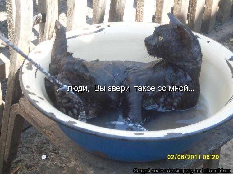 люди, Вы звери такое со мной...... Котоматрица: люди, Вы звери такое со мной...