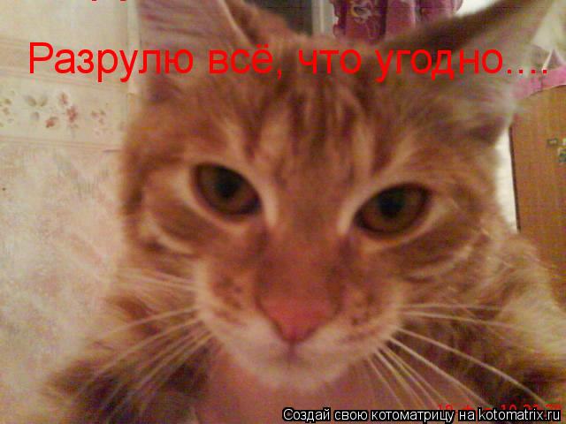 Разрулю всё, Разрулю всё, Разрулю всё, что угодно....... Котоматрица: Разрулю всё, Разрулю всё, Разрулю всё, что угодно....