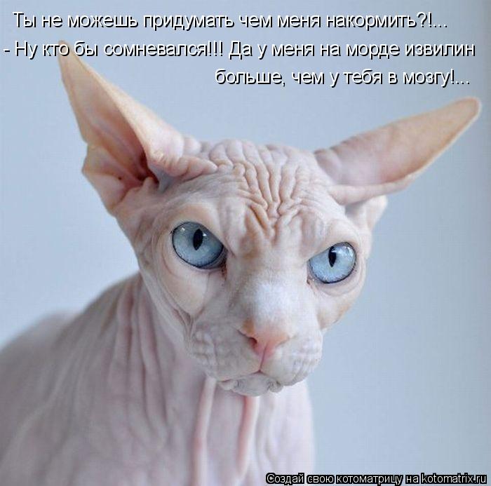 Ты не можешь придумать чем меня накормить?!... больше, чем у тебя в мозгу!... - Ну кто бы сомневался!... Котоматрица: Ты не можешь придумать чем меня накормить?!... больше, чем у тебя в мозгу!... - Ну кто бы сомневался!!! Да у меня на морде извилин
