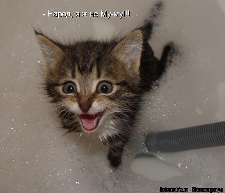 - Народ, я ж не Му-му!!!... Котоматрица: - Народ, я ж не Му-му!!!