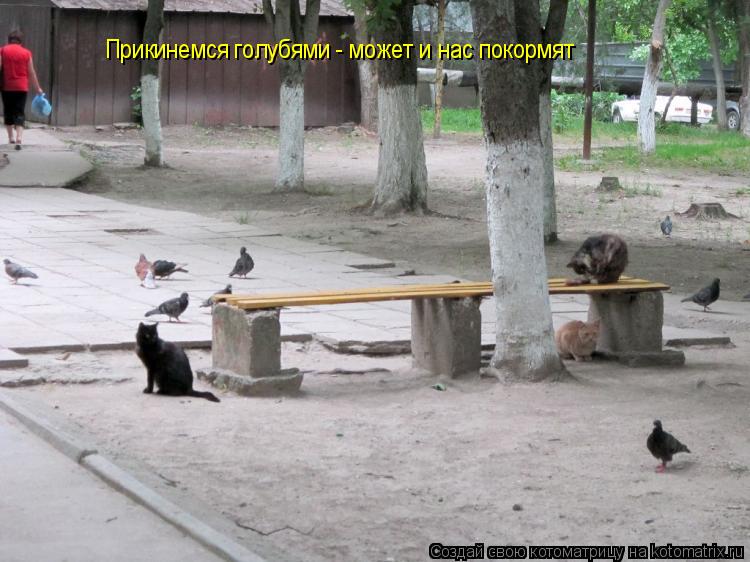 Прикинемся голубями - может и нас покормят... Котоматрица: Прикинемся голубями - может и нас покормят