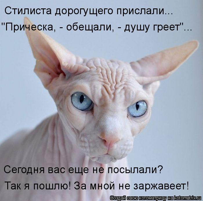 "Прическа, - обещали, - душу греет"... Стилиста дорогущего прислали... Сегодня вас еще не посылали? ... Котоматрица: "Прическа, - обещали, - душу греет"... Стилиста дорогущего прислали... Сегодня вас еще не посылали? Так я пошлю! За мной не заржавеет!