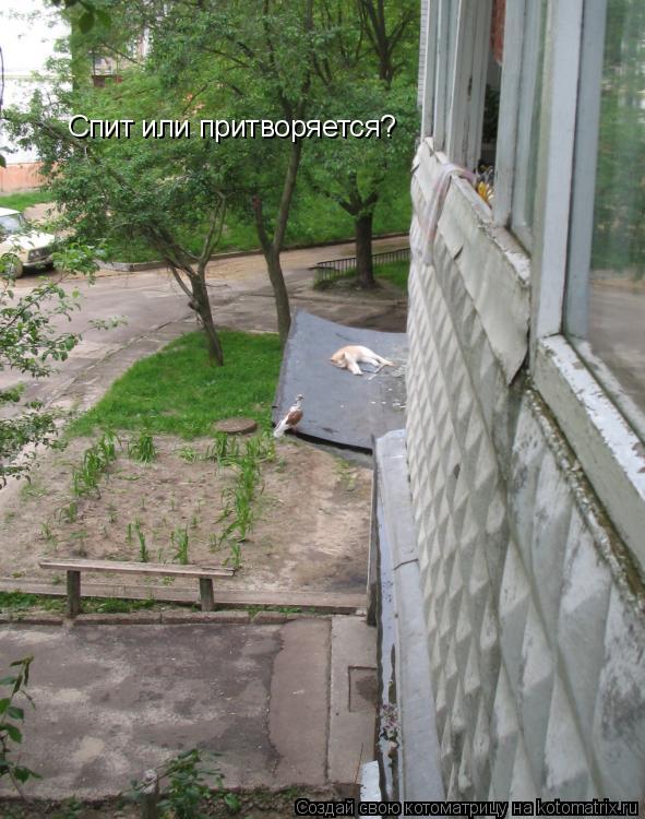 Спит или притворяется?... Котоматрица: Спит или притворяется?