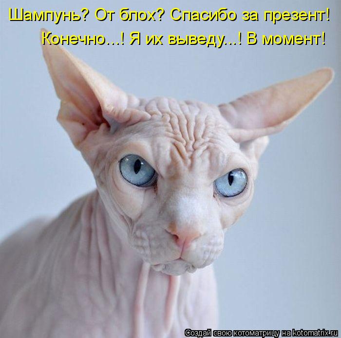 Шампунь? От блох? Спасибо за презент! Конечно...! Я их выведу...! В момент!... Котоматрица: Шампунь? От блох? Спасибо за презент! Конечно...! Я их выведу...! В момент!