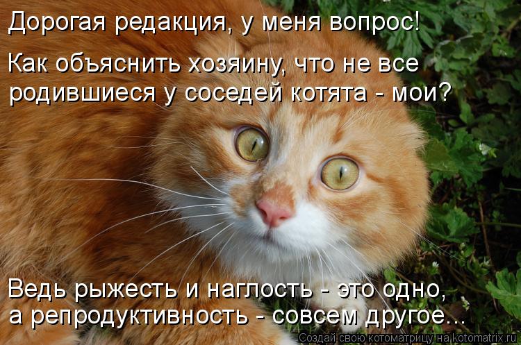 Дорогая редакция, у меня вопрос! Как объяснить хозяину, что не все родившиеся у соседей котята - мои... Котоматрица: Дорогая редакция, у меня вопрос! Как объяснить хозяину, что не все родившиеся у соседей котята - мои? Ведь рыжесть и наглость - это одно, а ре