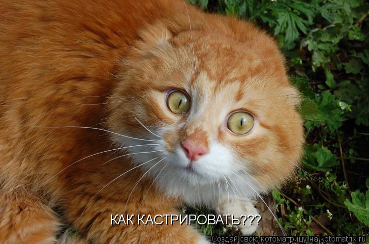 КАК КАСТРИРОВАТЬ???... Котоматрица: КАК КАСТРИРОВАТЬ???