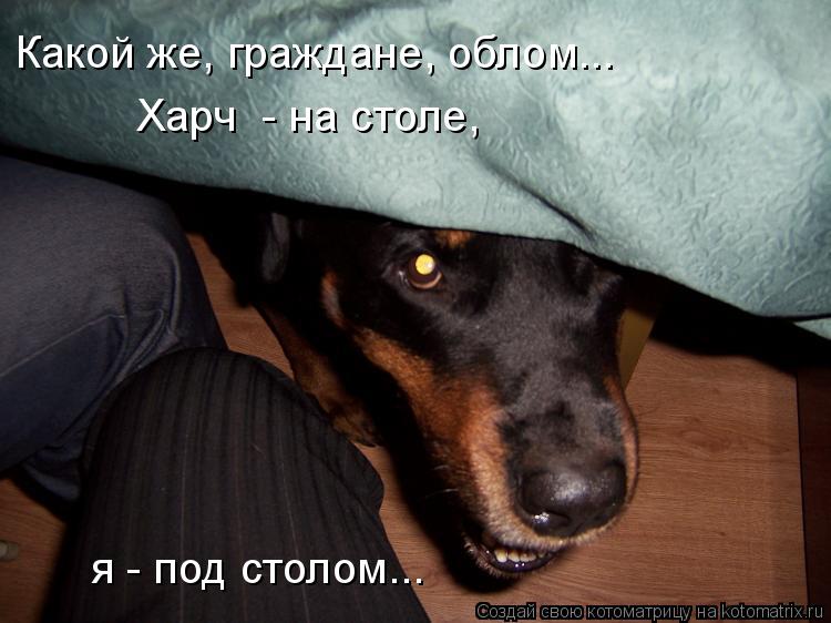 Какой же, граждане, облом... Харч - на столе, я - под столом...... Котоматрица: Какой же, граждане, облом... Харч - на столе, я - под столом...