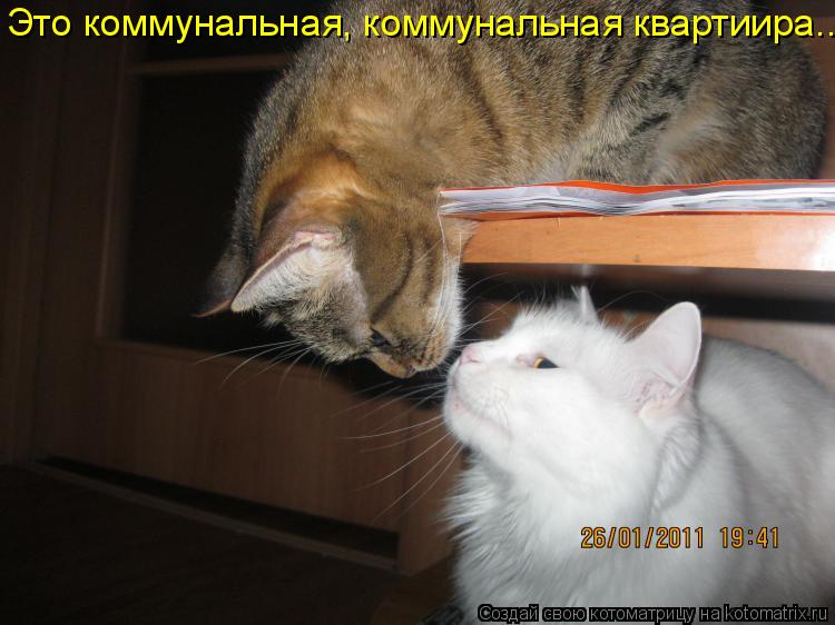 Это коммунальная, коммунальная квартиира...... Котоматрица: Это коммунальная, коммунальная квартиира...
